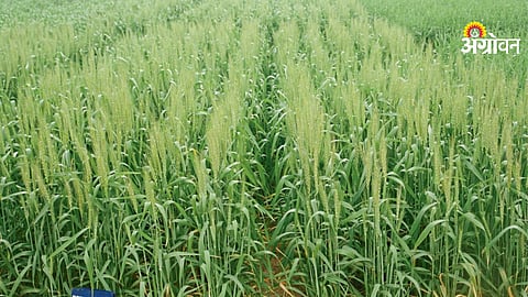 Impact of excessive chemical fertilizers on soil health