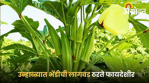 Cultivate okra successfully in summer season