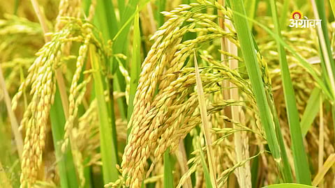 Power Cuts Halve Paddy Cultivation in Gadchiroli