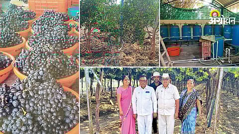 ANG brand grapes and pomegranate success story in Maharashtra