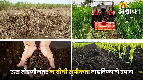 Soil Fertility improvement Practices After Sugarcane Cutting