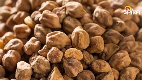 Chickpea price drop due to increased imports