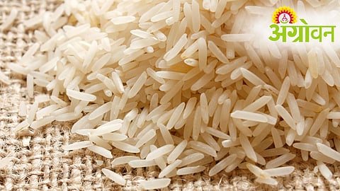 Basmati Rice Export