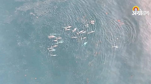 75 Dolphins Spotted at Malvan Beach