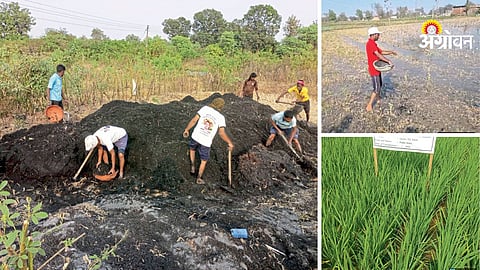 Biomass ash based organic fertilizer benefits