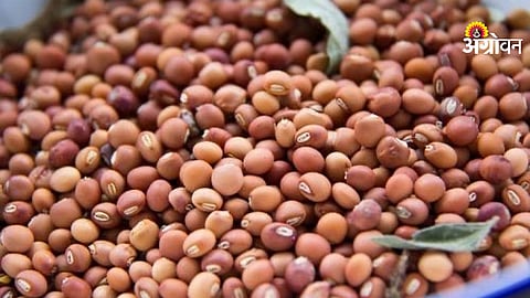 Tur price drop due to increased arrivals