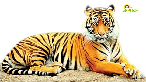 tiger-census-resurvey-forest-department-update