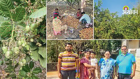 Successful cashew farming in hilly areas of Maharashtra
