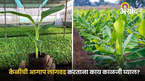 Banana Plantation in Summer: केळीची आगाप लागवड आणि उन्हाळ्यात त्याची काळजी कशी घ्यावी?