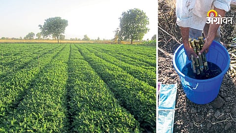 Benefits of biofertilizers in soil fertility improvement