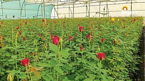 Valentine Day demand impact on rose farming income