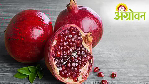 Pomegranate Price