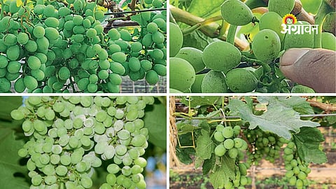 Impact of Western Disturbance on Maharashtra weather sai29