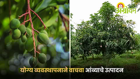 Best spray schedule for reducing mango fruit drop