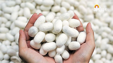Benefits of sericulture under MGNREGA scheme