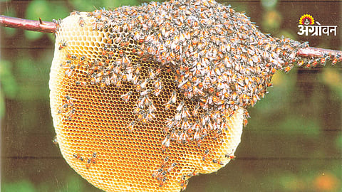 Government support for beekeeping in Maharashtra villages