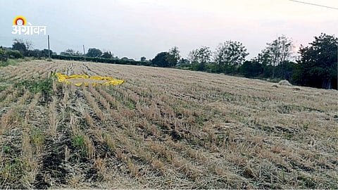 Wheat harvesting season in Maharashtra district