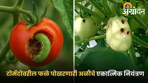 Best biological and Chemical control methods for Borer in tomato