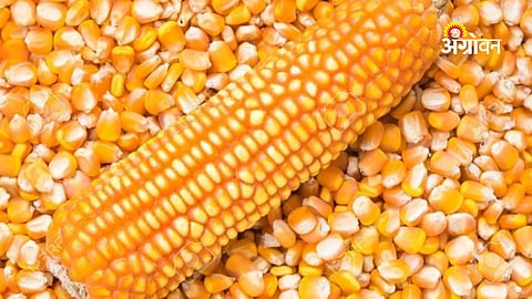 Low NAFED maize procurement target in Buldhana district