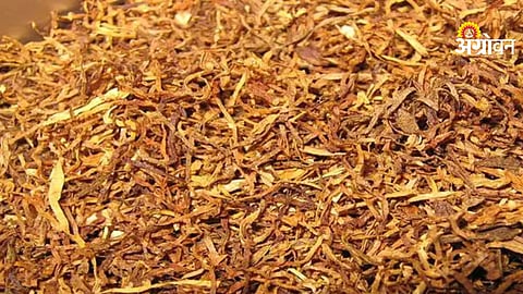 Tobacco prices fall in Maharashtra markets