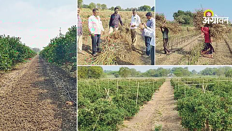 Low investment tur cultivation model