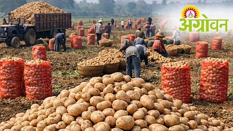 Potato Production