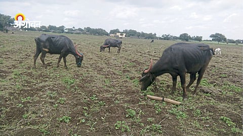 impact of plastic waste on stray animals