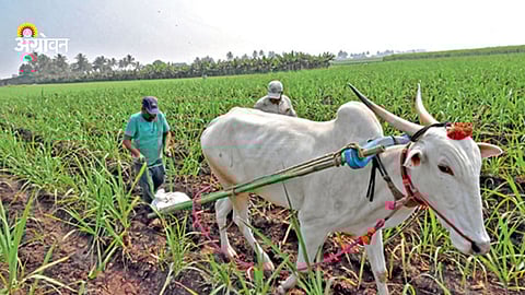 Summer irrigation problems in sugarcane farming Khandesh