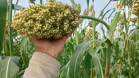 Decline in Jowar cultivation in Chhatrapati Sambhajinagar