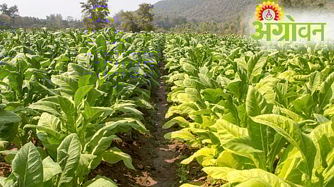 Tobacco Farmers Protest