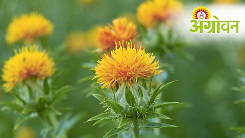 Safflower Cultivation