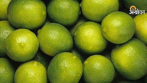 Maharashtra lemon wholesale rate per quintal