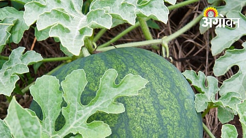 Malegaon Agriculture