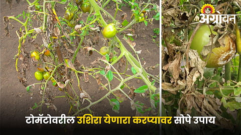 Integrated management of tomato fungal diseases