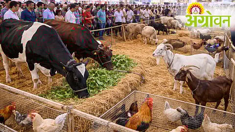 Livestock Exhibition