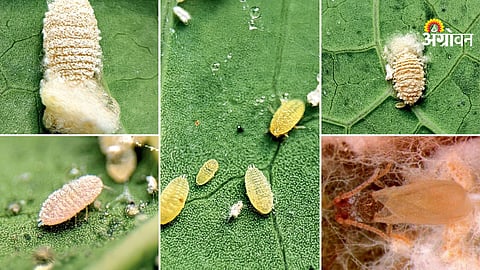Symptoms and management of mealybug in papaya crop