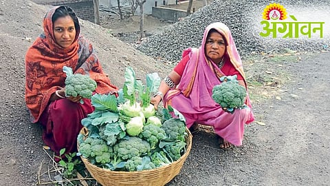 Successful broccoli farming in Satpuda Maharashtra