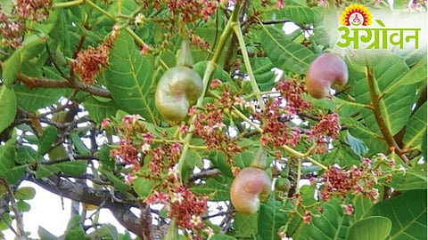 Cashew Farmers