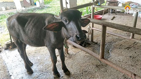 Cost and profit analysis of buffalo calf farming in India