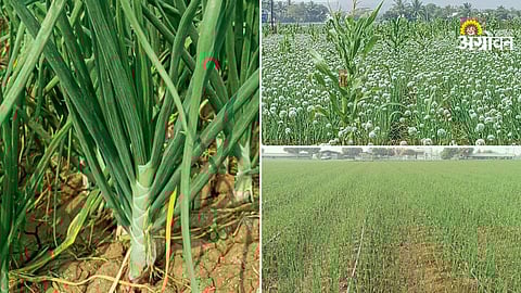 Three point strategy for increasing onion production