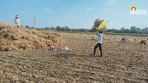 Chana harvest starts in Parbhani and Hingoli