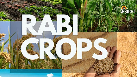Maharashtra Rabi crop statistics update