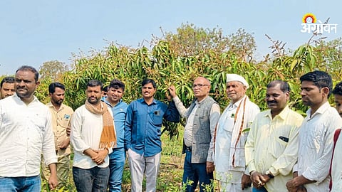 Sea route mango export process from Maharashtra