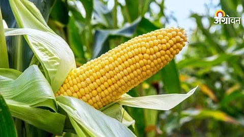 High yield maize farming model in Maharashtra