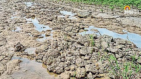 Government compensation for farmers after soil damage