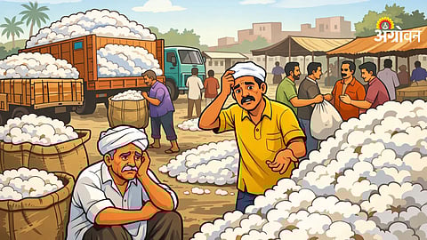 Yavatmal farmers unable to get cotton procurement slots
