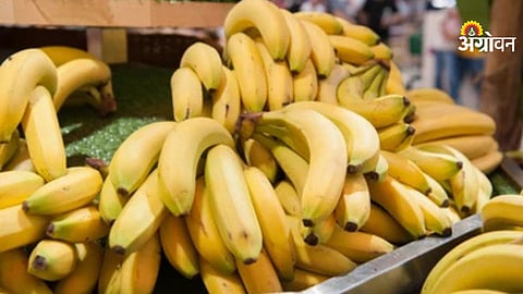 Maharashtra banana market price rise