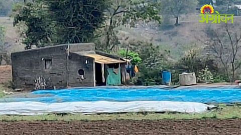 Unseasonal rain impact in Mulher Maharashtra