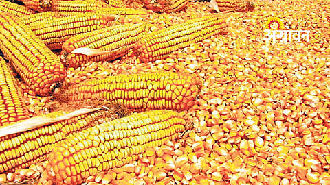 Maharashtra PDS maize distribution policy details