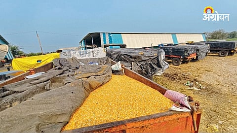 Maize Procurement